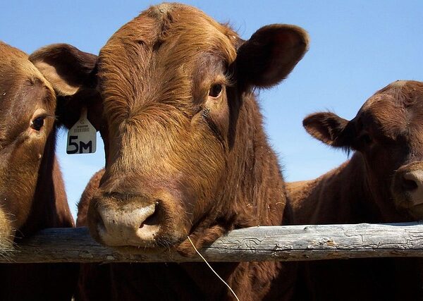 Fertilidad: El lado flaco de los toros gordos