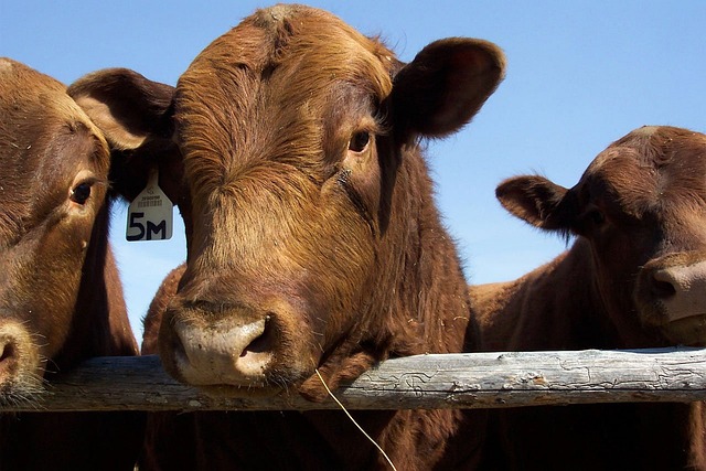 Fertilidad: El lado flaco de los toros gordos