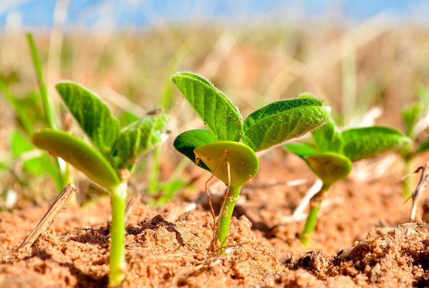 Ajustaron el área de siembra de soja argentina y se observan problemas por el uso de semilla de mala calidad