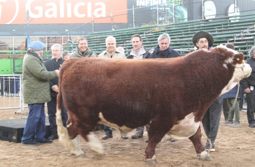 Ingresó el primer animal a la Expo Rural de Palermo: el particular nombre del toro en homenaje a la selección argentina de Scaloni