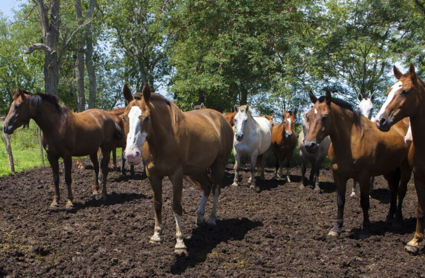 Encefalomielitis equina: Pautas sanitarias para la prevención de la enfermedad