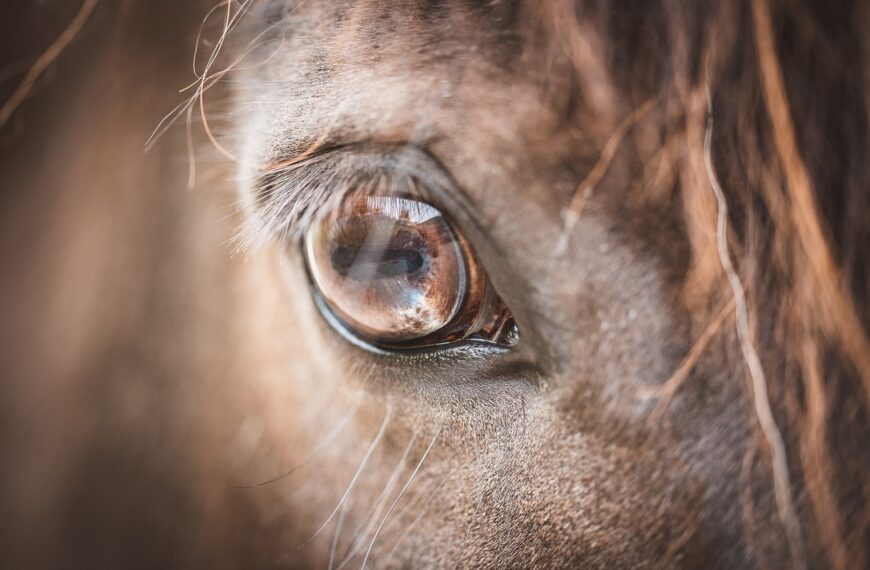 Caballos: la responsabilidad humana