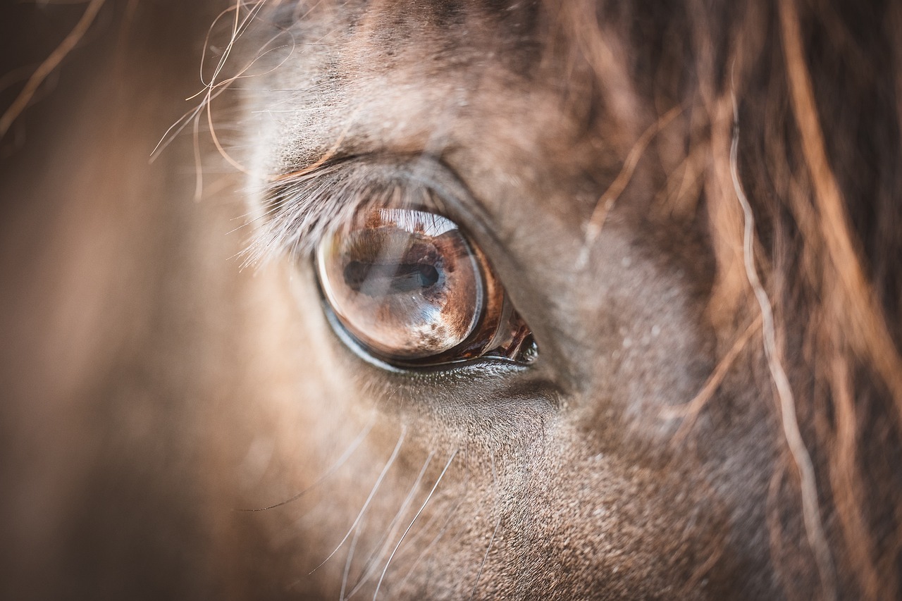 Caballos: la responsabilidad humana