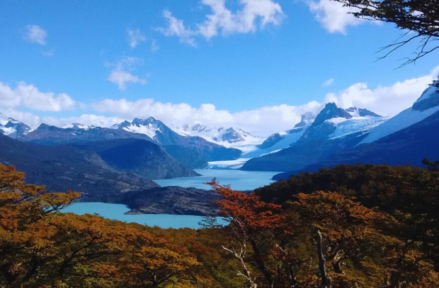 Publican mapa con los tipos de árboles que integran los bosques de la Argentina