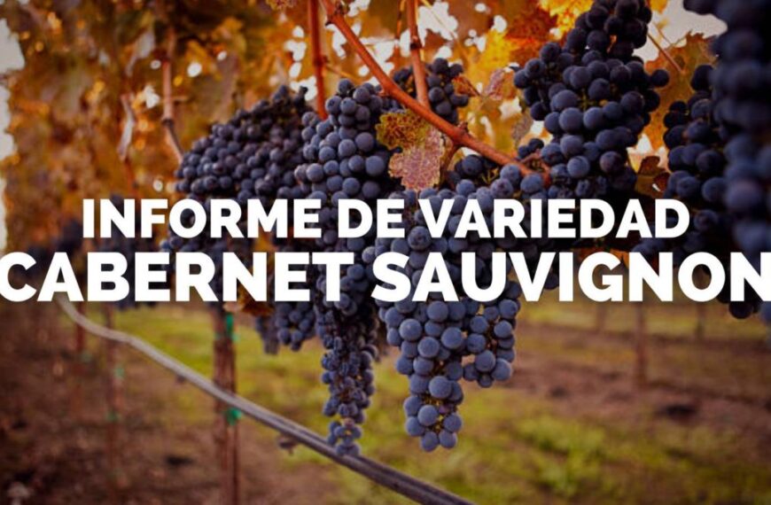 Día del Cabernet Sauvignon | Informe de variedad: Cabernet Sauvignon