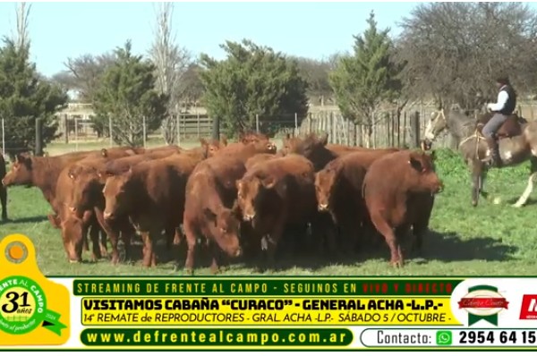 Visita a la cabaña Curacó: genética de primera en un día de campo pampeano