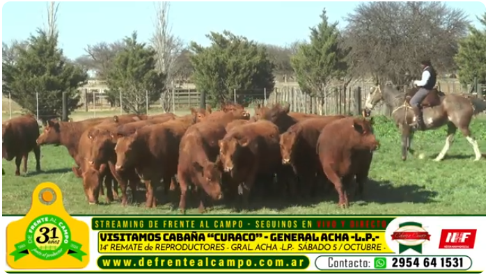 Visita a la cabaña Curacó: genética de primera en un día de campo pampeano