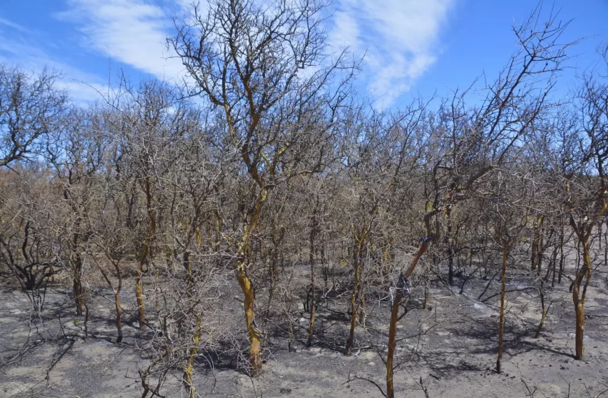 Ante un clima seco y caluroso, cómo reducir el riesgo de incendios