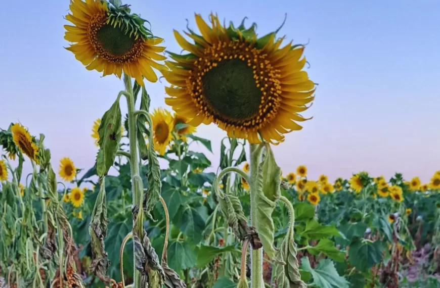 Jopo: conocer esta planta invasiva, clave para evitar que llegue al país