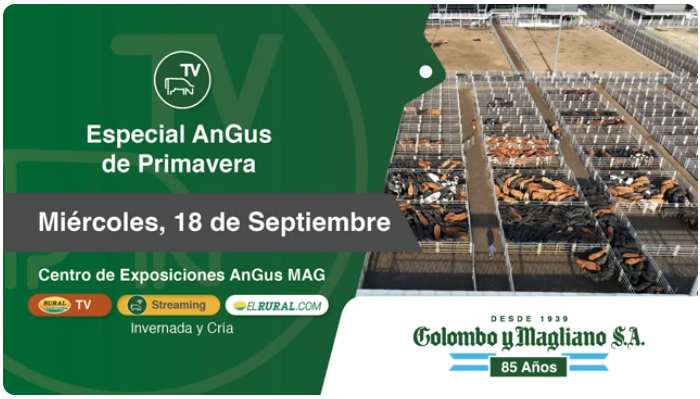 Colombo y Magliano S.A – Especial Angus de Primavera | MAG, Bs. As. | Próximo Remate Feria el Miércoles 18 de septiembre del 2024