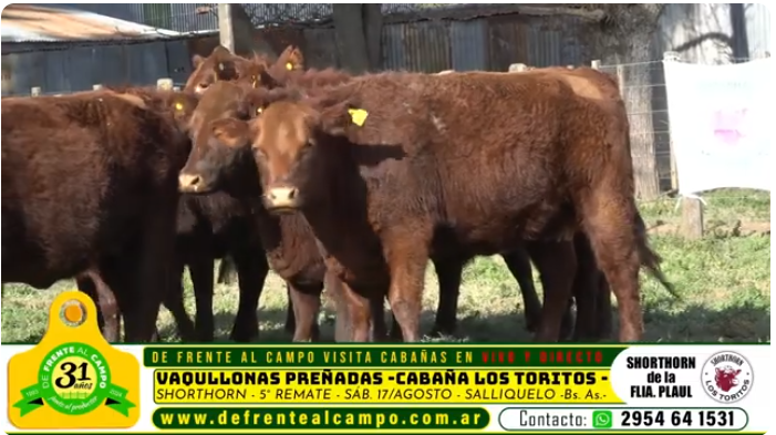 Visita a la cabaña «Los Toritos» de la familia Plaul: producción bovina de pedigree en vivo desde Leubucó