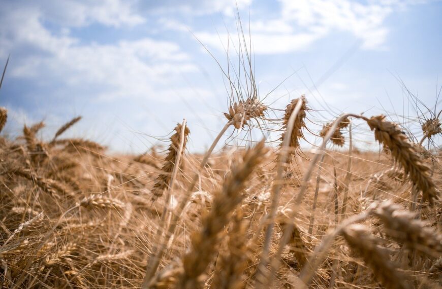 Cosecha. Crece el optimismo por los rindes de trigo