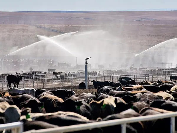 10 claves para prevenir el estrés calórico en corrales y feedlots