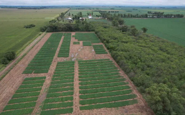 Productor y asesor, el agrónomo que da las pautas para que la soja rinda 5 toneladas por hectárea cuando apenas llega a 3,2