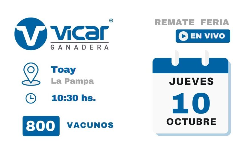 Remate de Vicar Ganadera S.A. | Invernada | Toay – La Pampa | 10/10/2024