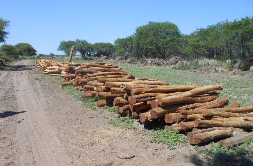 Disposiciones vigentes sobre productos del bosque nativo y su traslado