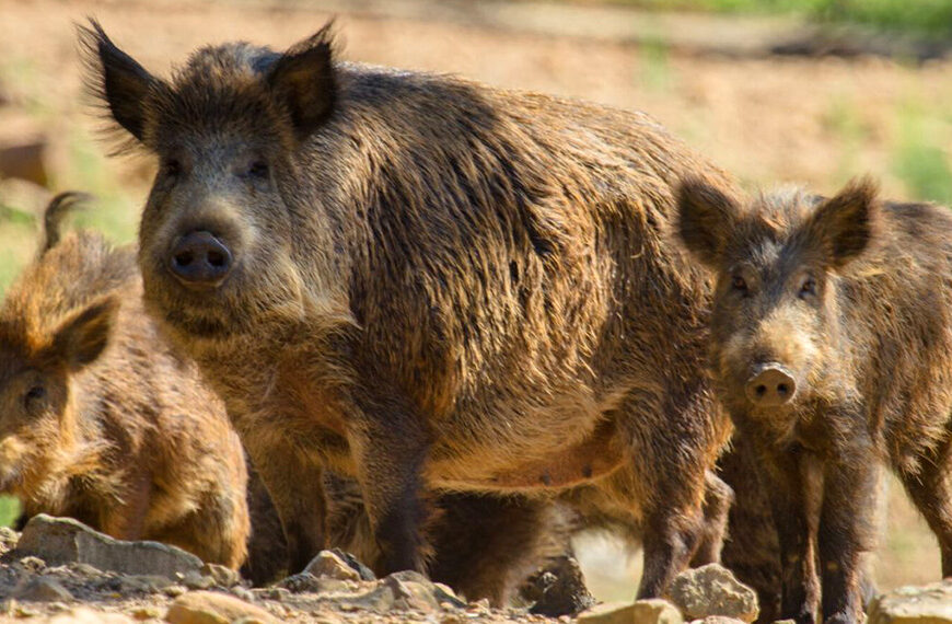 Alerta y preocupación en el NEA por invasión de especies exóticas