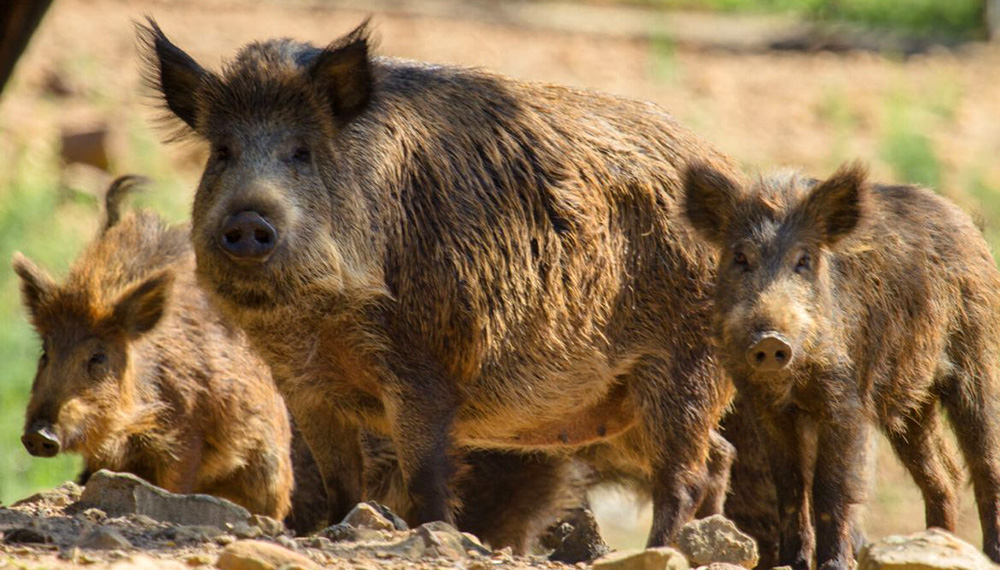 Alerta y preocupación en el NEA por invasión de especies exóticas