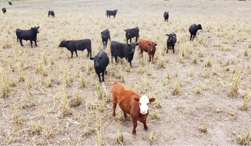 Alertan por un nuevo caso de Carbunclo en La Pampa