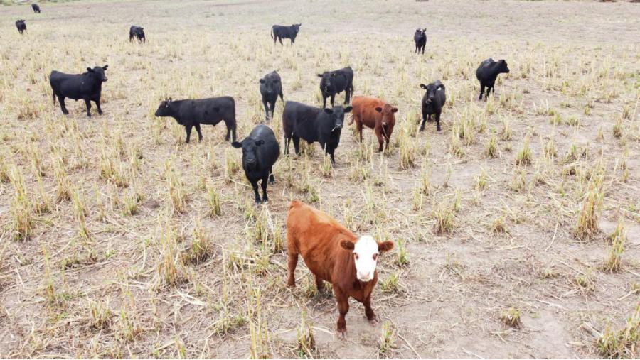 El precio de la carne seguirá subiendo por la escasez de hacienda gorda y la falta de previsibilidad, advierte Dardo Chiesa