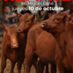 Cereales Quemú S.A. | Miguel Cane, La Pampa | Próximo Remate Feria el jueves 10 de octubre 2024