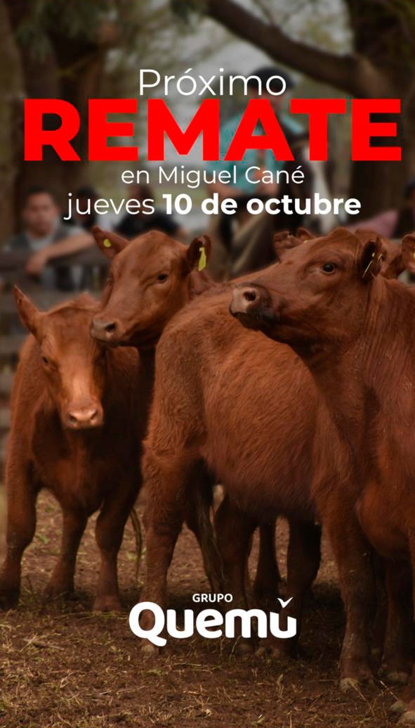 Cereales Quemú S.A. | Miguel Cane, La Pampa | Próximo Remate Feria el jueves 10 de octubre 2024