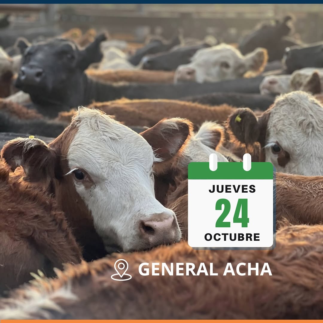 Vicar Ganadera S.A. | General Acha – La Pampa | Próximo Remate Feria el jueves 24 de octubre del 2024