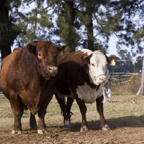 La Pampa: Investigación a campo para control de enfermedades venéreas en toros