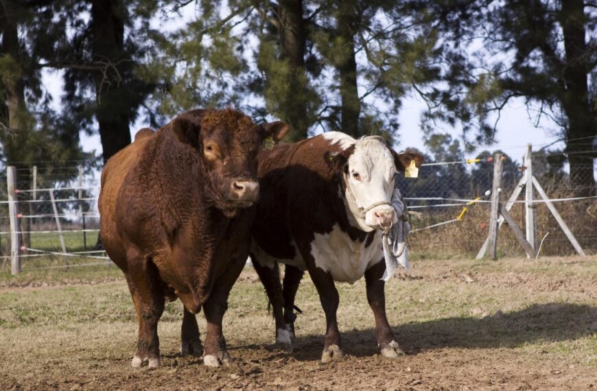 La Pampa: Investigación a campo para control de enfermedades venéreas en toros