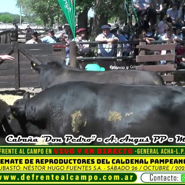 De Frente al Campo les acerca la subasta del angus de Cabaña Don Pedro – Machos PP – Remate de Reproductores del Caldenal Pampeano