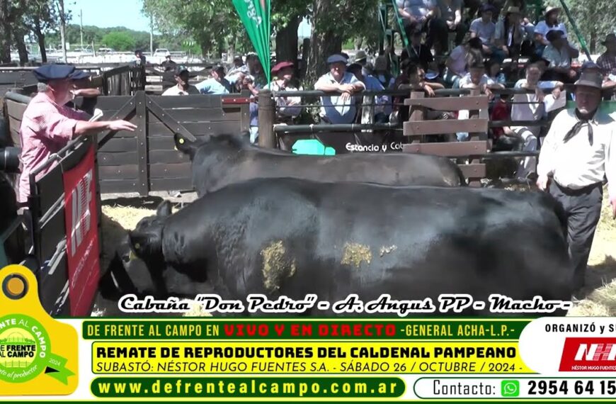 De Frente al Campo les acerca la subasta del angus de Cabaña Don Pedro – Machos PP – Remate de Reproductores del Caldenal Pampeano