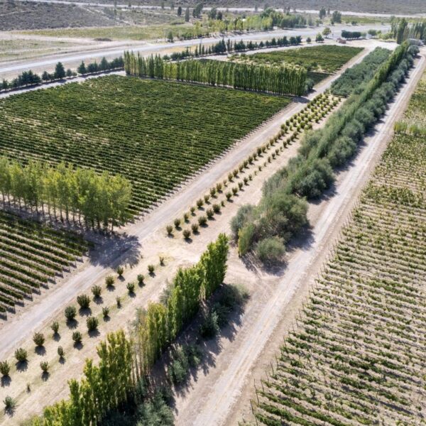 La Pampa amplía el horizonte de producción y sumará 500 hectáreas bajo riego en Casa de Piedra