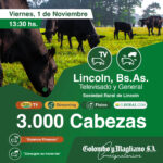 Colombo y Magliano S.A. | Sociedad Rural de Lincoln | Próximo Remate Feria el Viernes, 1 de Noviembre2024