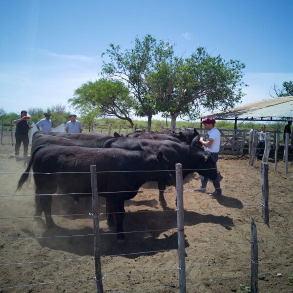 Entregaron toros con genética adaptada a la zona oeste provincial