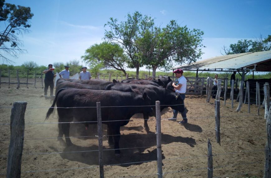 Entregaron toros con genética adaptada a la zona oeste provincial