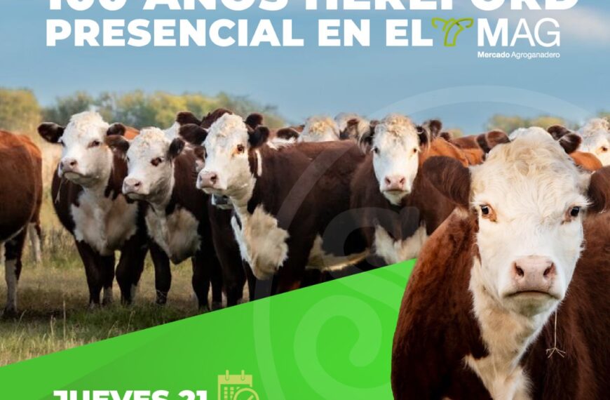 Remate Especial 100 Años Hereford | Saenz Valiente, Bullrich | Mercado Agro Ganadero, Buenos Aires | Próximo Remate Feria el Jueves 21 de noviembre 2024