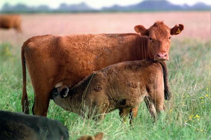 Avanza la lucha contra la brucelosis bovina con nuevas cepas de vacuna