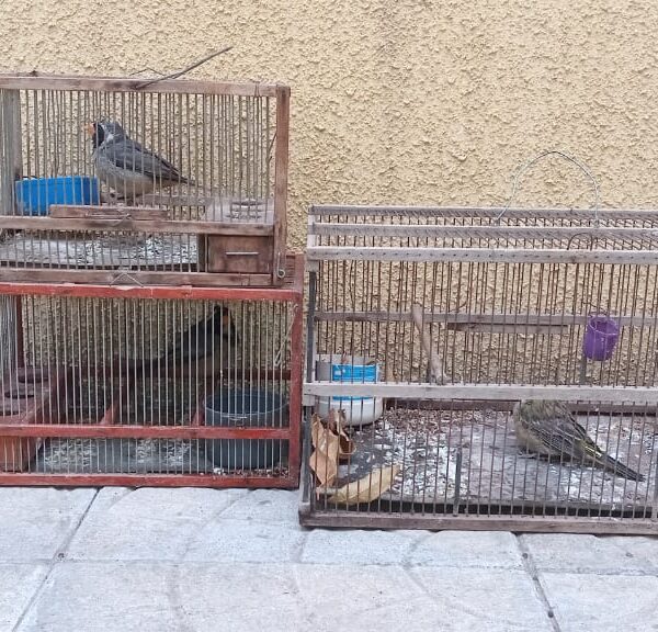 Operativo policial permitió el rescate de aves nativas