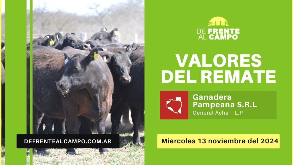 Valores del remate de Ganadera Pampeana S.R.L. | General Acha – L.P. | 13-11-2024