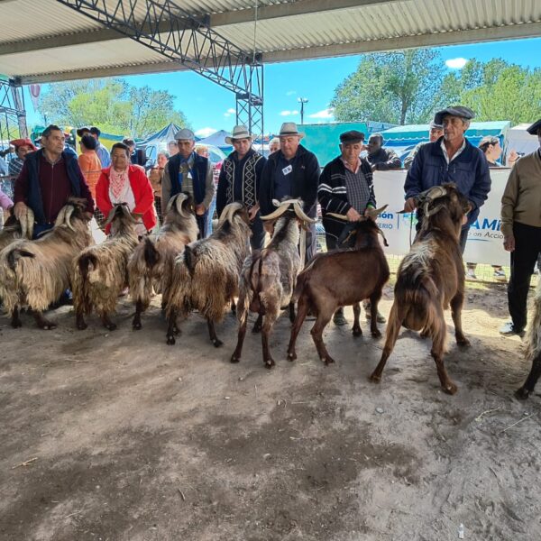 Fiesta Provincial del Chivito: fin de semana de jura, remate y premiaciones