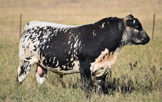 Una nueva raza bovina se lució en el Remate de Elite 2024