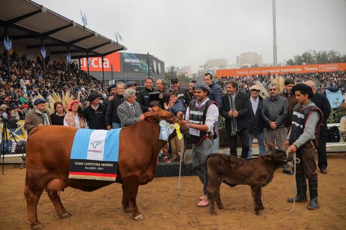 La mejor del mundo. Eugenia, la vaca Brangus que trepó a lo más alto