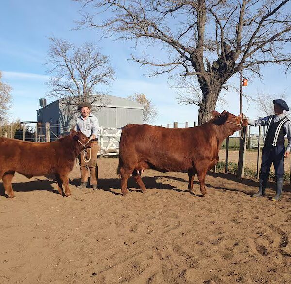 Nueva Miss Mundo: una vaca argentina dio el batacazo en una exclusiva competencia y es la mejor en su raza