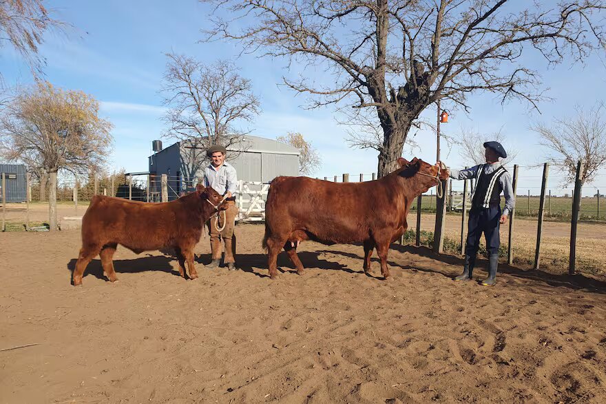 Nueva Miss Mundo: una vaca argentina dio el batacazo en una exclusiva competencia y es la mejor en su raza