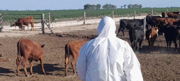 Alerta en La Pampa: Brote de Carbunclo Bacteridiano en Bovinos y Medidas de Prevención