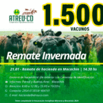 ATREU-CO | Macachín | Próximo Remate Feria el martes 21 de enero de 2025