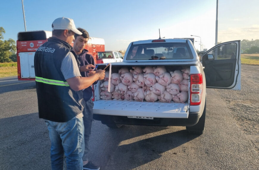 Senasa decomisó 56 lechones transportados sin control sanitario en Cañuelas