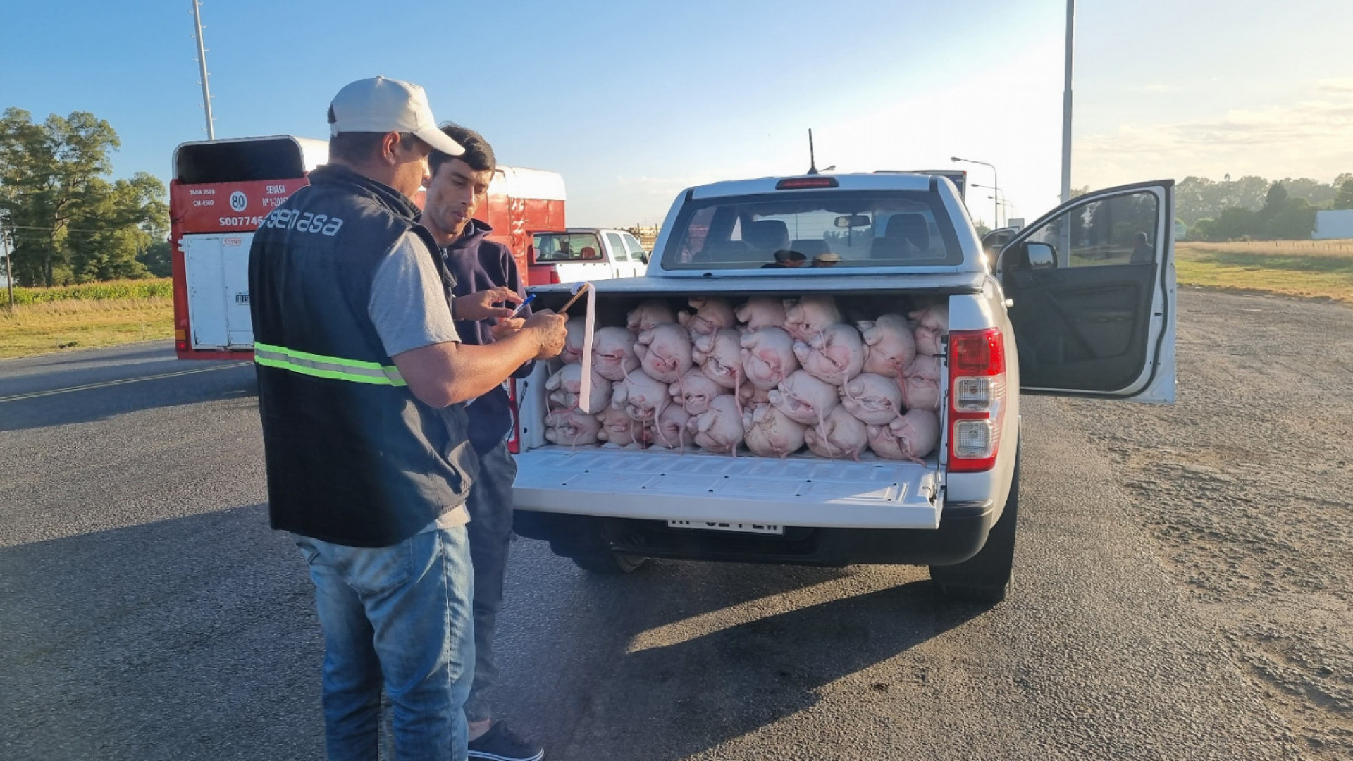 Senasa decomisó 56 lechones transportados sin control sanitario en Cañuelas