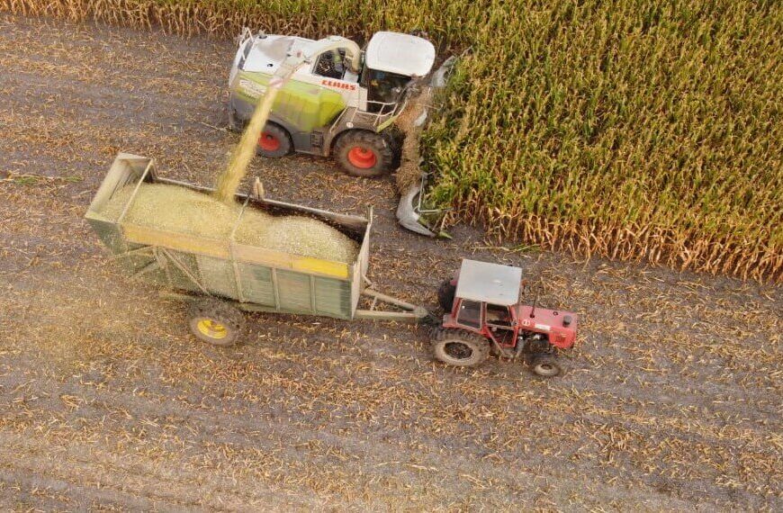 En Santa Fe, productores pican soja y maíz afectados por la sequía para alimentar al ganado