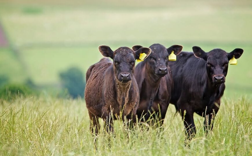 Chile aumentó su producción de carne en 2024, pero cae la exportación